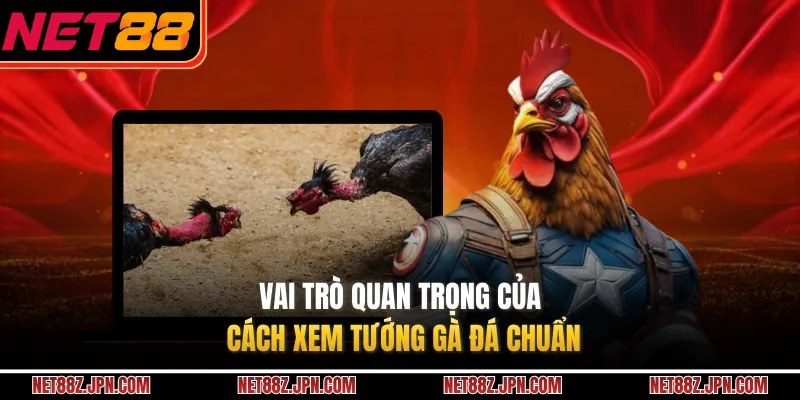 Vai trò quan trọng của cách xem tướng gà đá chuẩn